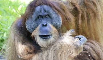 15 Days Malaysia Island Borneo: National Parks and Bounty Hunters
