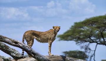 Circuito Maravillas de la Fauna de Tanzania y Gozo en la Playa de Zanzíbar con Excursión Opcional al Kilimanjaro