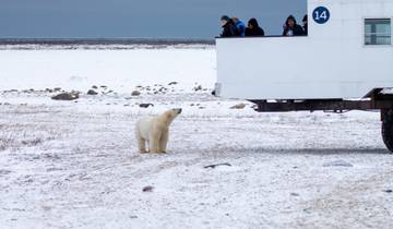 7 Day Churchill Itinerary, incl. Winnipeg and Polar Bear Point