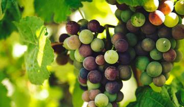 Burgundy & Alsace: Vineyards, Villages & Heritage