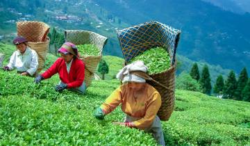 Bezaubernde Natur!!! Indiens Nordosten