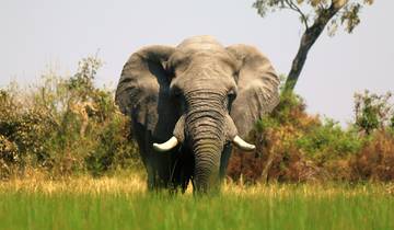 8 jours Delta de l'Okavango et Chobe Express (avec hébergement)