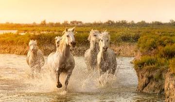 All the must-see sites on the Rhône between Lyon, Provence, and the Camargue with a dinner at Paul Bocuse's Abbaye de Collonges Restaurant OFFERED (port-to-port cruise) - RHONE PRINCESS