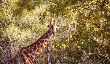 Découverte de l'Afrique du Sud et du Zimbabwe : Du Kruger aux chutes Victoria