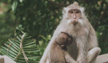 21 Day Indonesia Itinerary, incl. Java and Bali