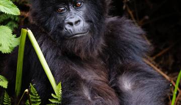 3 Days Rwanda Gorilla Safari Adventures Tour