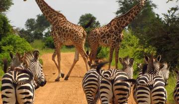 Arusha Nationaal Park Dagsafari-rondreis