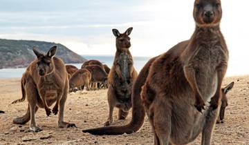 South Australia Vanlife: Great Ocean Road & Golden Hours (including Port Campbell)