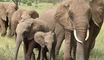 Safari de 7 jours sur le circuit nord (Manyara, Serengeti, Ngorongoro, Tarangire, parc national d'Arusha)