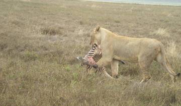 4 Day Camping Safari Tanzania Secrets