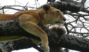 7 Days Tanzania Classic Safari