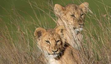 Simba Classic Adventure Safari **Approche durable du voyage (7 jours)