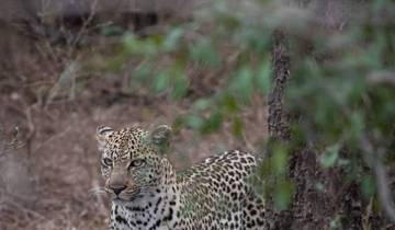 5 Days Wildlife Safari