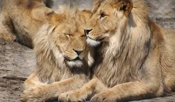 5 days Join Group Luxury Safari Serengeti, Ngorongoro, Tarangire and Lake Manyara