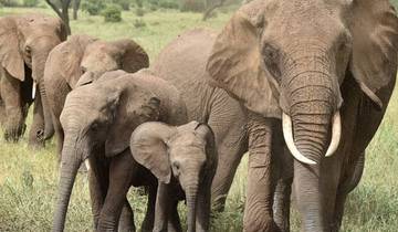 6 jours de safari en groupe dans le Serengeti - lodge classique