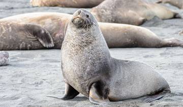 Circuito Malvinas, Georgia del Sur y Antártida - Douglas Mawson