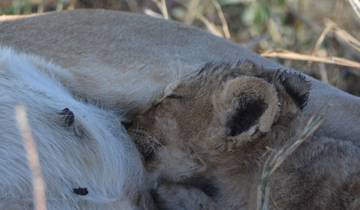 Tanzania Serengeti wildebeest Migration Safari Tour