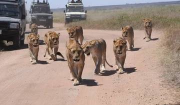 3 Days Northern Circuit Safari Tour