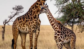 3 Tage/2 Nächte Ruaha Wildlife Safari