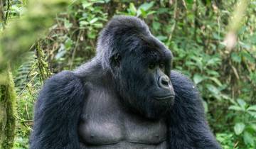 2 Days Uganda Gorilla Trekking Via Kigali Tour
