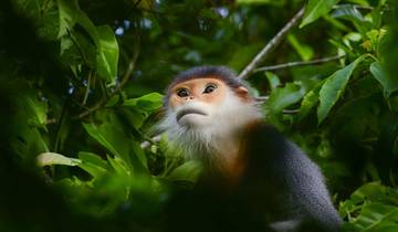 Sur les traces des primates : Les trésors cachés de la jungle vietnamienne