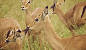 4-Day Serengeti and Ngorongoro Safari