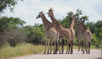 9 jours Kruger, Namibie et Vic Falls