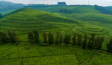 7-Day Rwanda Chimpanzee and Uganda Gorilla Trek Tour