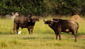 6 Days Queen Elizabeth and Gorilla Trekking Safari Tour