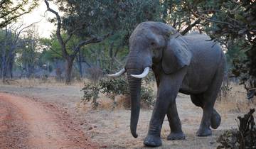 Escape to Tranquility: Zambezi River in 6 Days