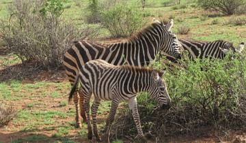Namibie et Afrique du Sud : Paysages épiques et faune (de Johannesburg au parc national Kruger) (2026)