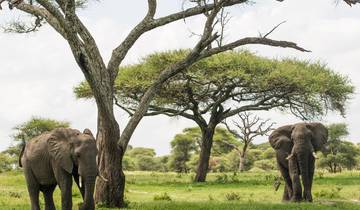 Safari de rêve : Explorez la Tanzanie en 6 jours ! circuit