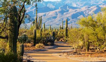 Amerika\'s nationale parken in de woestijn (Einde Tucson)-rondreis