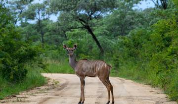 1 Day - Big Five Game Drive Safari in Kruger Tour