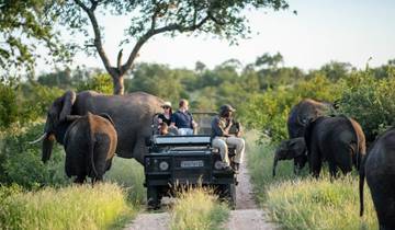 1 jour - Safari en voiture à la recherche des cinq grands animaux dans le Kruger circuit