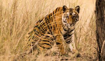 Ranthambore de luxe et l'Inde du Nord historique