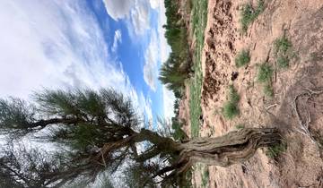 7 Days in Mongolia, incl. Gobi Desert and Terelj National Park