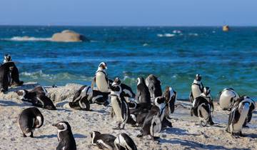 1 jour - Cape Point & Boulders Beach Penguins Tour