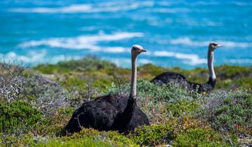 Afrique du Sud Garden Route : la vie sauvage, les vagues et les vibrations du road trip