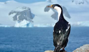 Antarctica Through the Lens -  M/V Greg Mortimer
