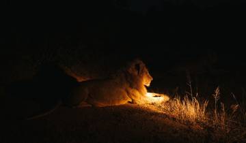 1 jour - Safari nocturne exclusif dans le Grand Kruger circuit