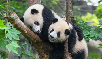 In Pursuit of Pandas Tour