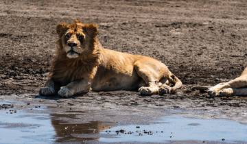 Simba Classic Adventure Safari **Sustainable Approach to Travel Tour