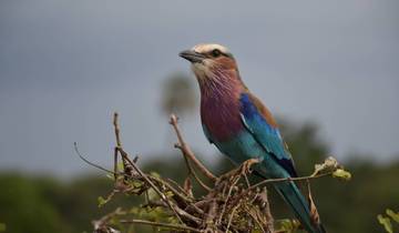 Serengeti Wildlife Experience Tour