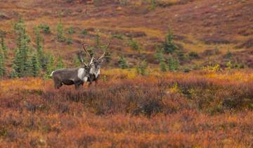 Maravillas Naturales de Alaska Vancouver → Anchorage (2026)