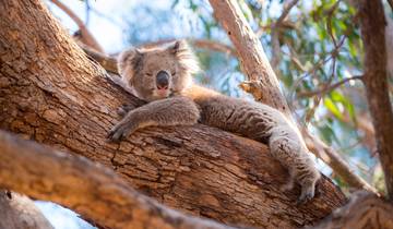 South Australia Road Trip: Ocean Road & Cute Koalas (including Grampians National Park)