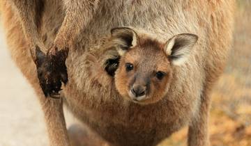 South Australia Road Trip: Ocean Road & Cute Koalas (including Warnambool)