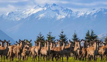 Premium Nueva Zelanda isla sur (9 destinations)