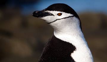 Classic Antarctica - M/V Ocean Victory (- 9d Itin)