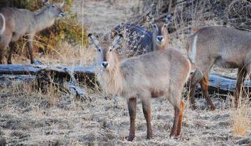 Safari aventure dans le parc national de Kafue3 jours